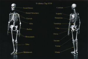 Exhibit-400-Graphic-Showing-Bones-Found-in-Burn-Pit-1024x686