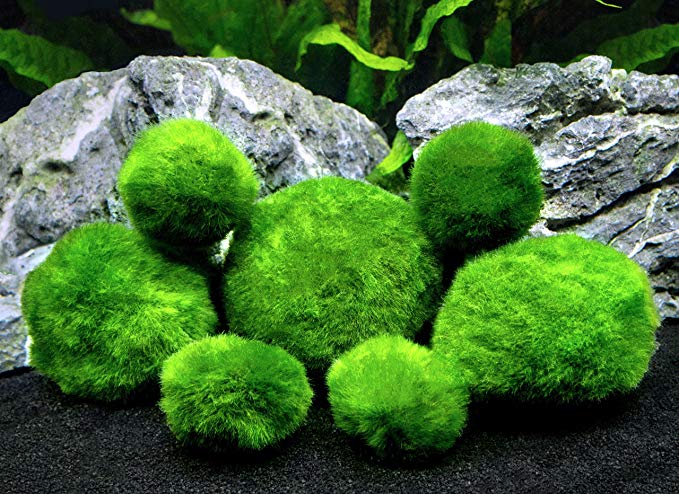 6 Marimo Moss Ball Variety Pack - 4 Different Sizes of Premium Quality Marimo from Giant 2.5 Inch to Small 1 Inch - World's Easiest Live Aquarium Plant