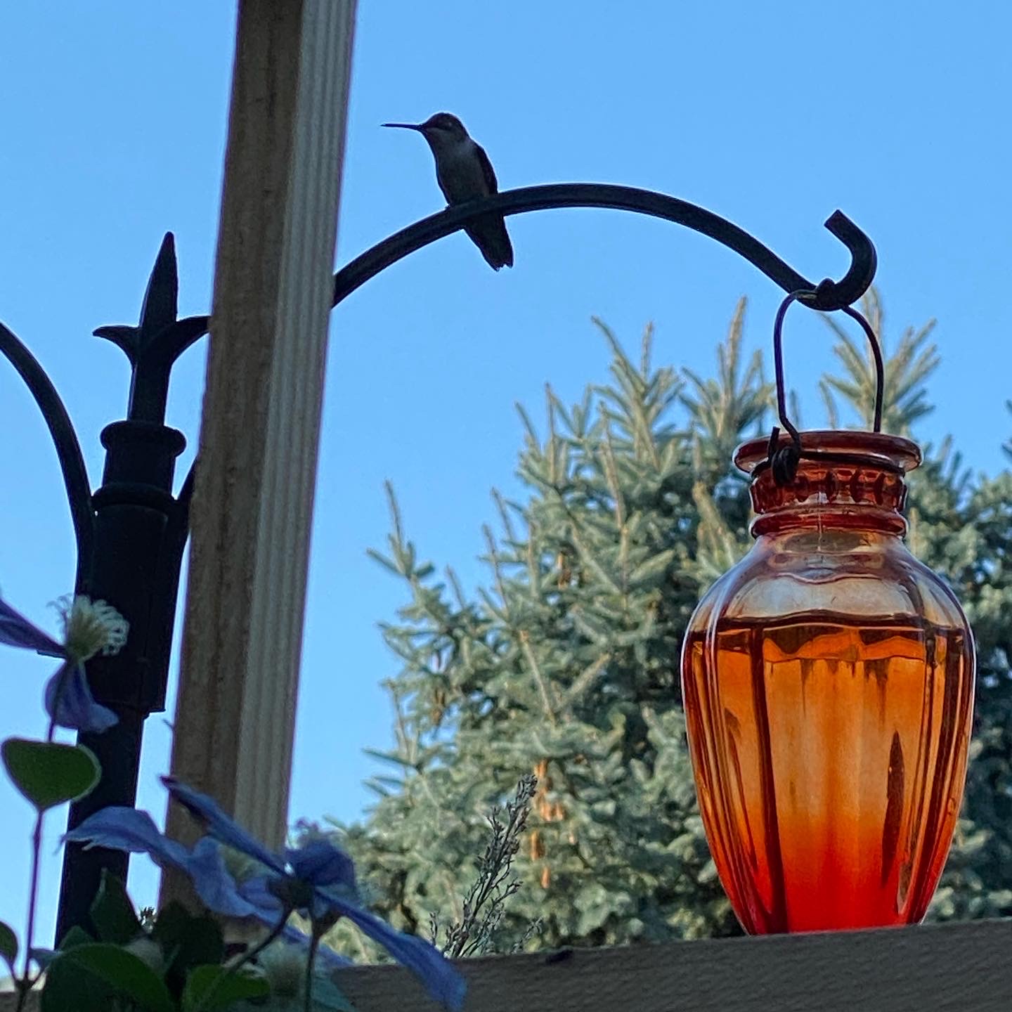 Homemade Hummingbird Nectar: A Simple And Effective Way To Attract ...